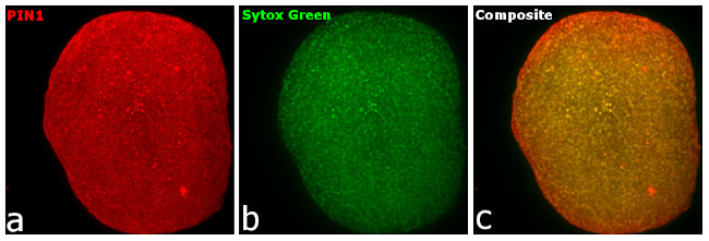 Chicken IgY (H+L) Highly Cross Adsorbed Secondary Antibody in Immunocytochemistry (ICC/IF)