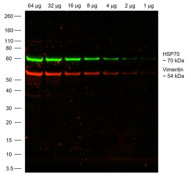 Chicken IgY (H+L) Highly Cross Adsorbed Secondary Antibody in Western Blot (WB)