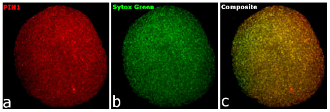 Chicken IgY (H+L) Highly Cross Adsorbed Secondary Antibody in Immunocytochemistry (ICC/IF)