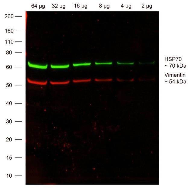 Chicken IgY (H+L) Highly Cross Adsorbed Secondary Antibody in Western Blot (WB)