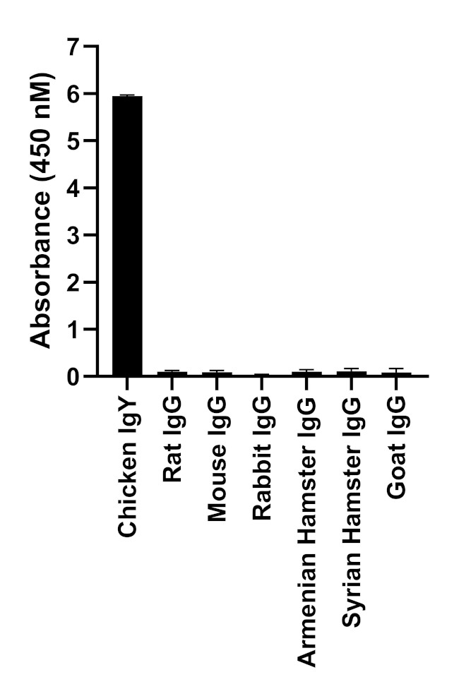 Chicken IgY (H+L) Highly Cross Adsorbed Secondary Antibody