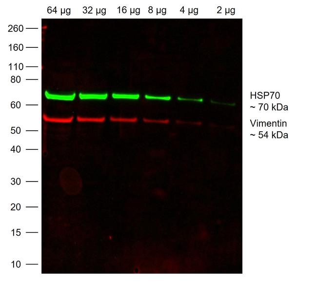Chicken IgY (H+L) Highly Cross Adsorbed Secondary Antibody in Western Blot (WB)