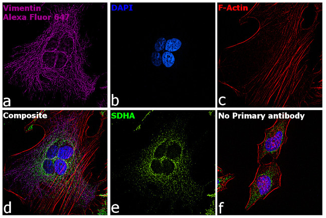 Chicken IgY (H+L) Highly Cross Adsorbed Secondary Antibody in Immunocytochemistry (ICC/IF)