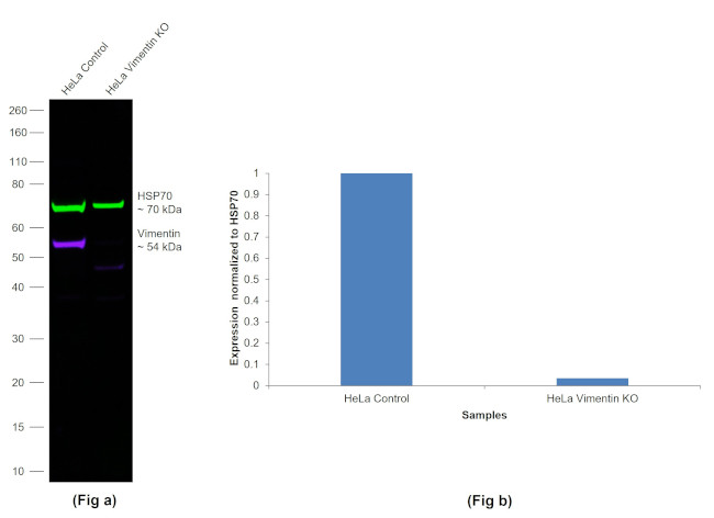 Chicken IgY (H+L) Highly Cross Adsorbed Secondary Antibody