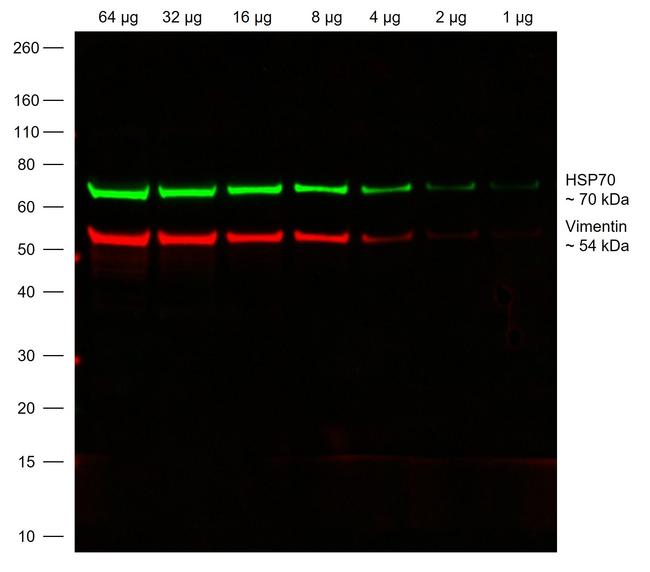 Chicken IgY (H+L) Highly Cross Adsorbed Secondary Antibody in Western Blot (WB)