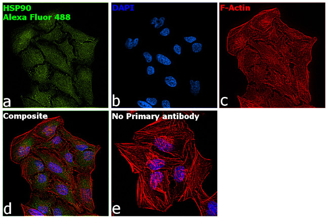 Rabbit IgG Fc, Cross-Adsorbed Secondary Antibody in Immunocytochemistry (ICC/IF)