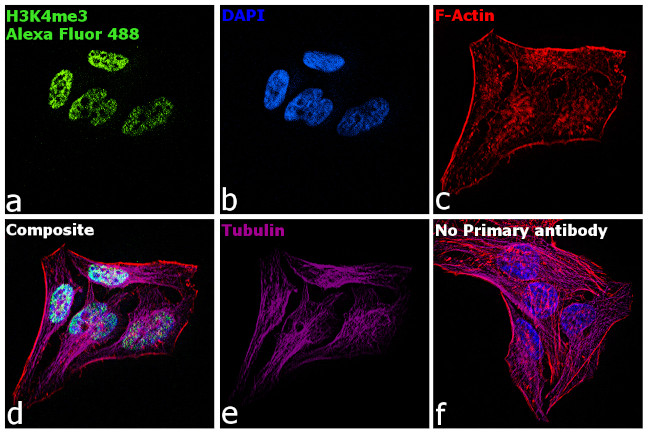 Rabbit IgG Fc, Cross-Adsorbed Secondary Antibody in Immunocytochemistry (ICC/IF)