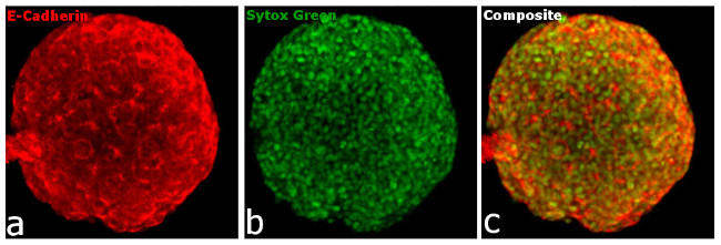 Rabbit IgG Fc, Cross-Adsorbed Secondary Antibody in Immunocytochemistry (ICC/IF)