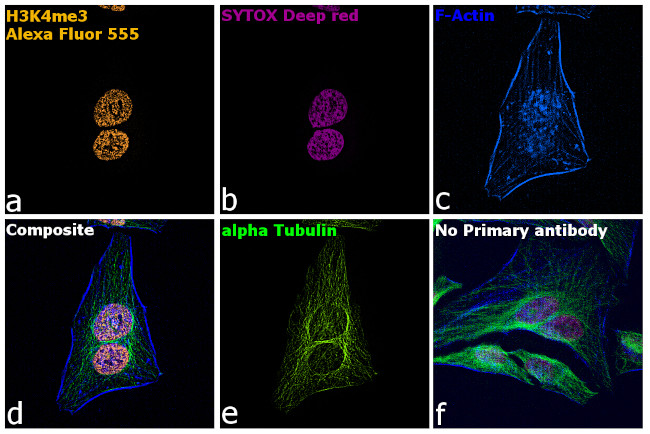 Rabbit IgG Fc, Cross-Adsorbed Secondary Antibody in Immunocytochemistry (ICC/IF)