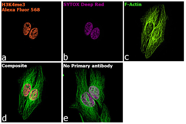 Rabbit IgG Fc, Cross-Adsorbed Secondary Antibody in Immunocytochemistry (ICC/IF)