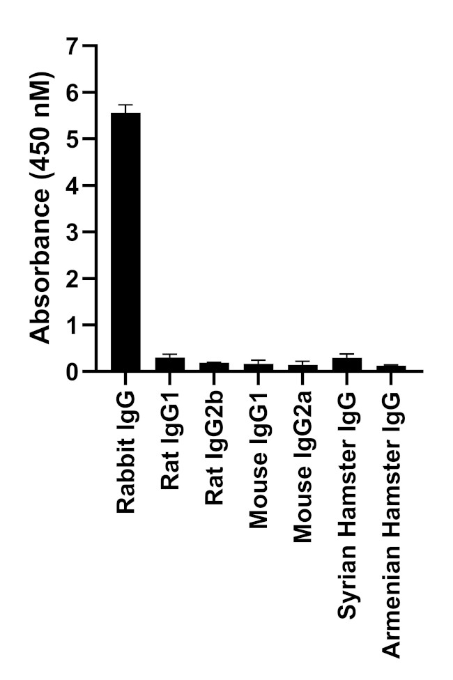 Rabbit IgG Fc, Cross-Adsorbed Secondary Antibody
