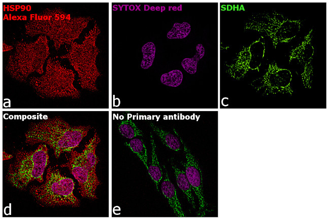 Rabbit IgG Fc, Cross-Adsorbed Secondary Antibody in Immunocytochemistry (ICC/IF)