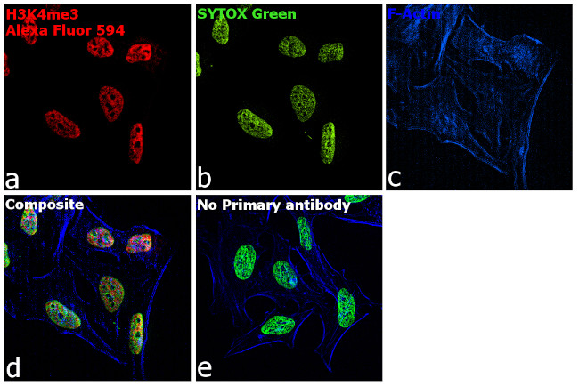 Rabbit IgG Fc, Cross-Adsorbed Secondary Antibody in Immunocytochemistry (ICC/IF)