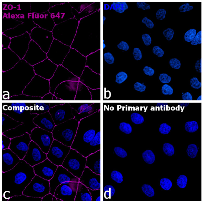 Rabbit IgG Fc, Cross-Adsorbed Secondary Antibody in Immunocytochemistry (ICC/IF)