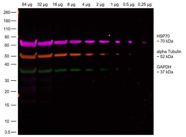 Rabbit IgG Fc, Cross-Adsorbed Secondary Antibody in Western Blot (WB)