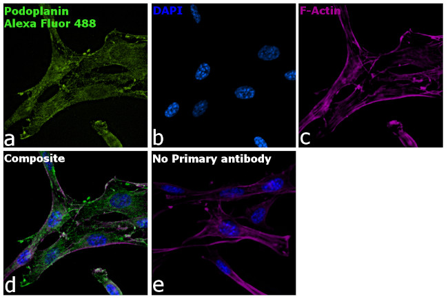 Syrian Hamster IgG (H+L) Highly Cross-Adsorbed Secondary Antibody in Immunocytochemistry (ICC/IF)