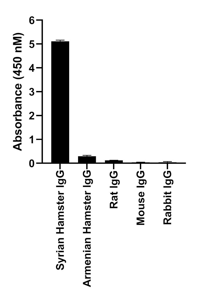 Syrian Hamster IgG (H+L) Highly Cross-Adsorbed Secondary Antibody