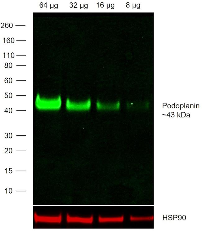 Syrian Hamster IgG (H+L) Highly Cross-Adsorbed Secondary Antibody in Western Blot (WB)