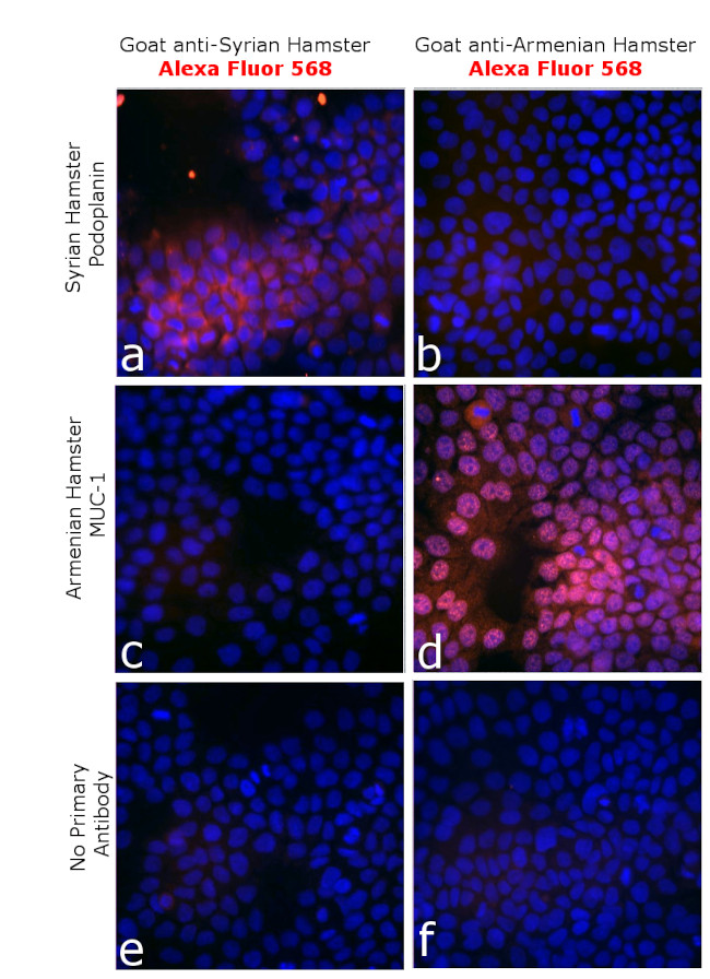 Syrian Hamster IgG (H+L) Highly Cross-Adsorbed Secondary Antibody