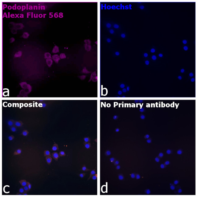 Syrian Hamster IgG (H+L) Highly Cross-Adsorbed Secondary Antibody in Immunocytochemistry (ICC/IF)