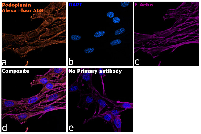 Syrian Hamster IgG (H+L) Highly Cross-Adsorbed Secondary Antibody in Immunocytochemistry (ICC/IF)