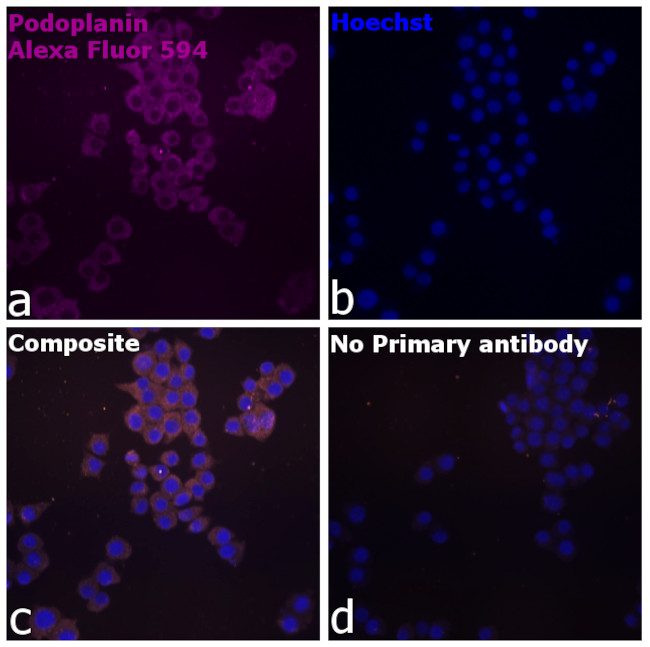Syrian Hamster IgG (H+L) Highly Cross-Adsorbed Secondary Antibody in Immunocytochemistry (ICC/IF)