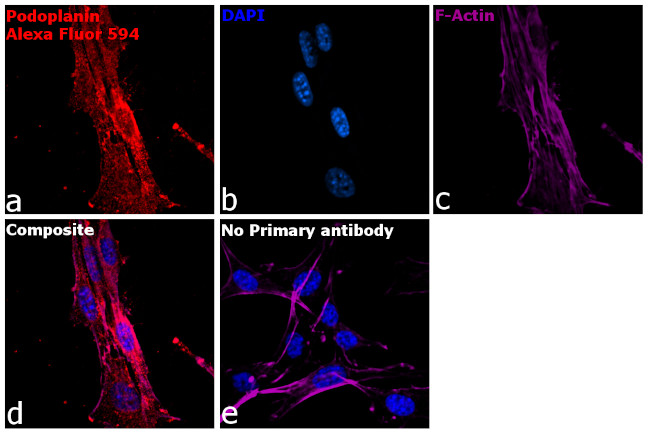 Syrian Hamster IgG (H+L) Highly Cross-Adsorbed Secondary Antibody in Immunocytochemistry (ICC/IF)