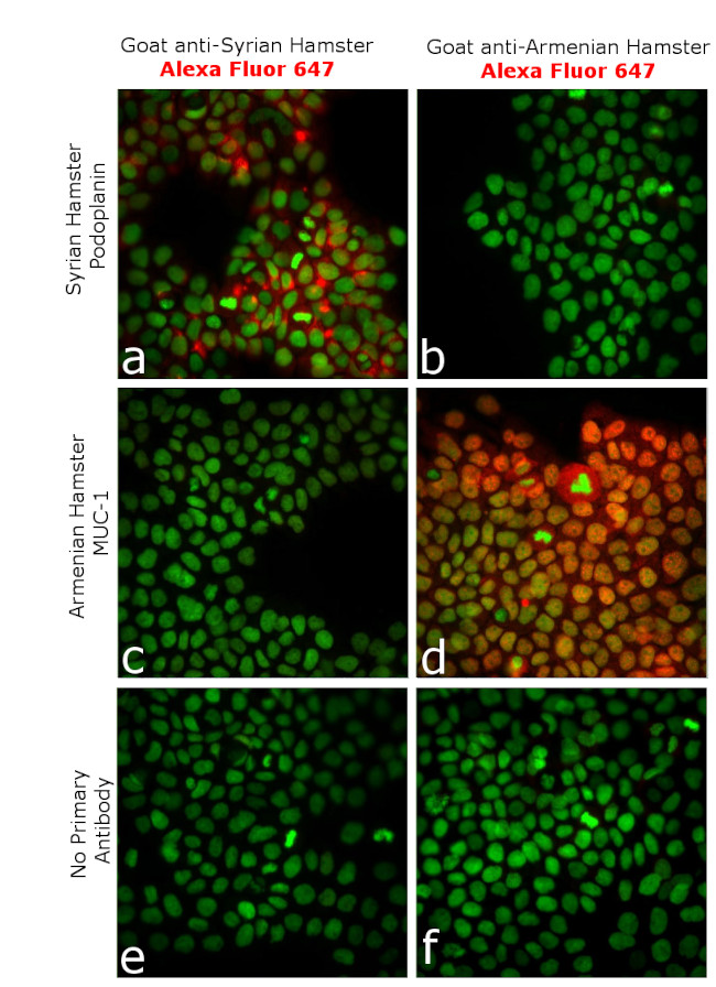 Syrian Hamster IgG (H+L) Highly Cross-Adsorbed Secondary Antibody