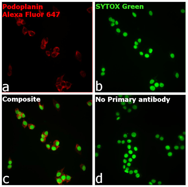 Syrian Hamster IgG (H+L) Highly Cross-Adsorbed Secondary Antibody in Immunocytochemistry (ICC/IF)