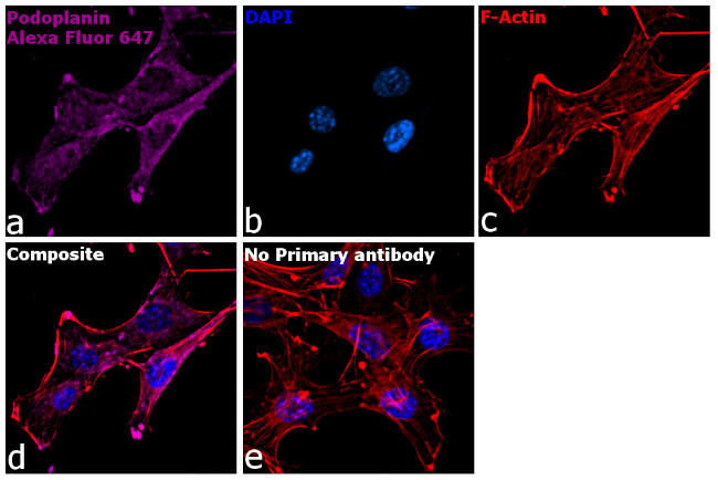 Syrian Hamster IgG (H+L) Highly Cross-Adsorbed Secondary Antibody in Immunocytochemistry (ICC/IF)