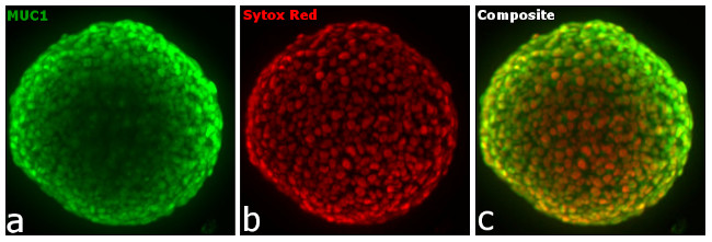 Armenian Hamster IgG (H+L) Highly Cross-Adsorbed Secondary Antibody in Immunocytochemistry (ICC/IF)