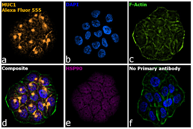 Armenian Hamster IgG (H+L) Highly Cross-Adsorbed Secondary Antibody