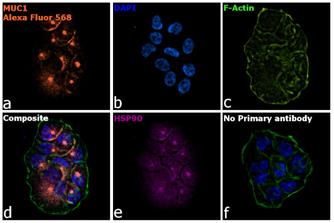 Armenian Hamster IgG (H+L) Highly Cross-Adsorbed Secondary Antibody