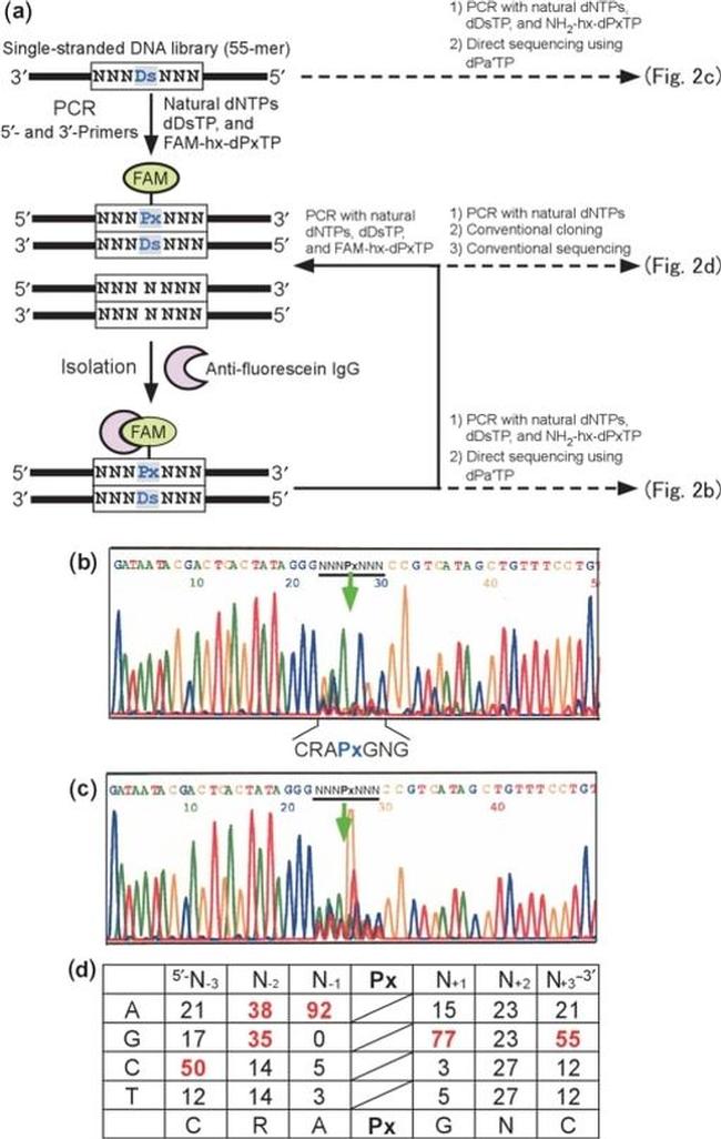 Fluorescein/Oregon Green Antibody in ChIP Assay (ChIP)