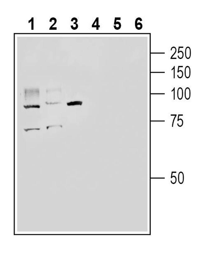 ACE2 (extracellular) Antibody in Western Blot (WB)