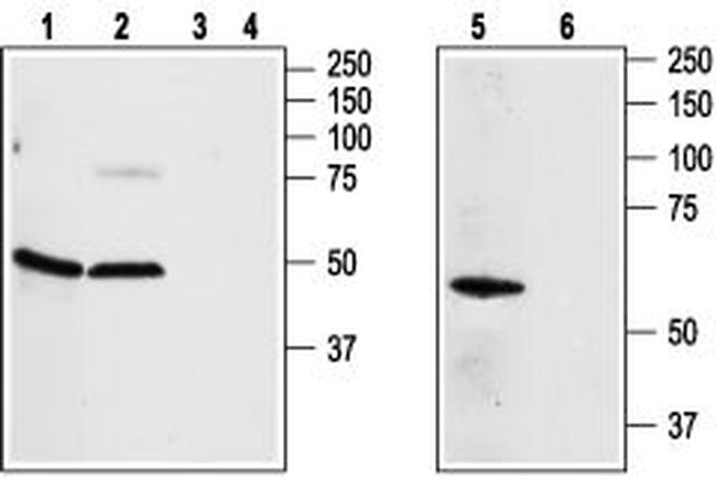 Adenosine A2A Receptor Antibody in Western Blot (WB)