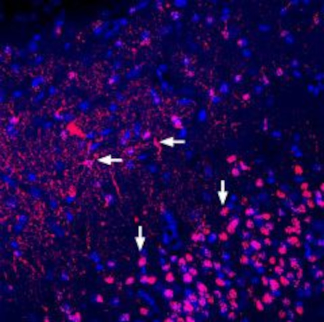 Adenosine A2A Receptor (extracellular) Antibody in Immunohistochemistry (Frozen) (IHC (F))