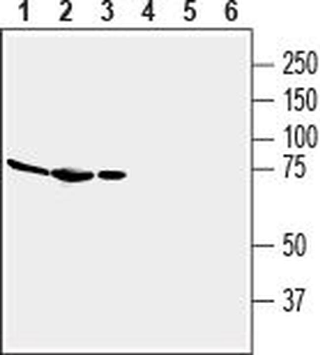 Adenosine A2A Receptor (extracellular) Antibody in Western Blot (WB)