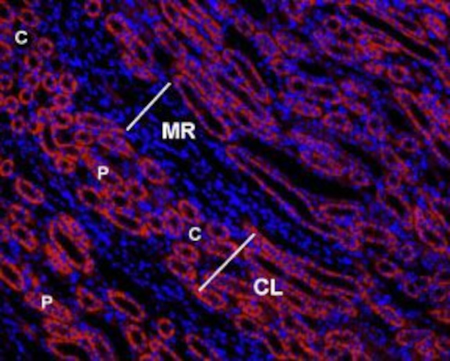 Angiotensin II Receptor Type-1 (extracellular) Antibody in Immunohistochemistry (Paraffin) (IHC (P))