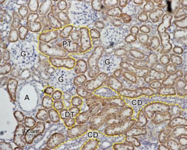 Angiotensin-(1-7) Mas Receptor Antibody in Immunohistochemistry (Paraffin) (IHC (P))