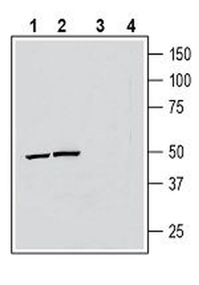 Renin Receptor/ATP6AP2 (extracellular) Antibody in Western Blot (WB)