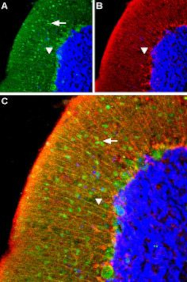 alpha 1A-Adrenergic Receptor (extracellular) Antibody in Immunohistochemistry (IHC)