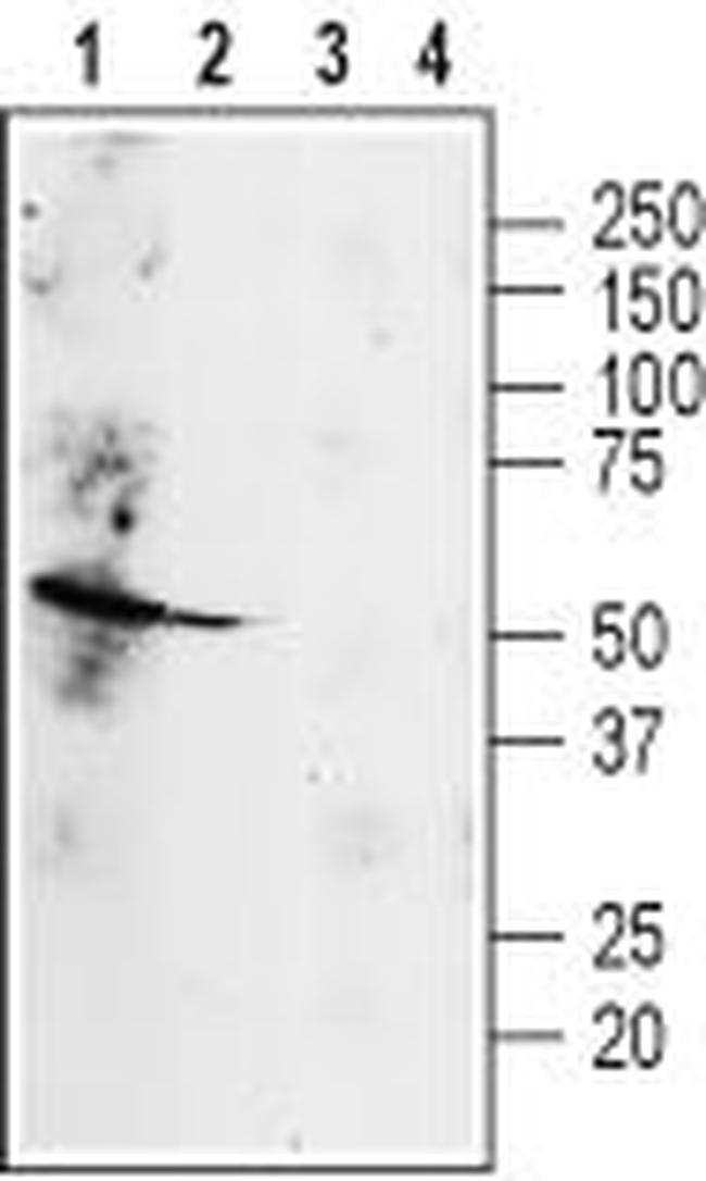 beta 2-Adrenergic Receptor (extracellular) Antibody in Western Blot (WB)