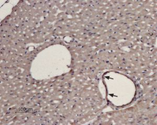 alpha 1D-Adrenergic Receptor (extracellular) Antibody in Immunohistochemistry (Paraffin) (IHC (P))