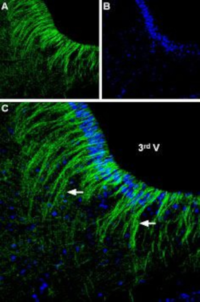 alpha 2A-Adrenergic Receptor (extracellular) Antibody in Immunohistochemistry (Frozen) (IHC (F))