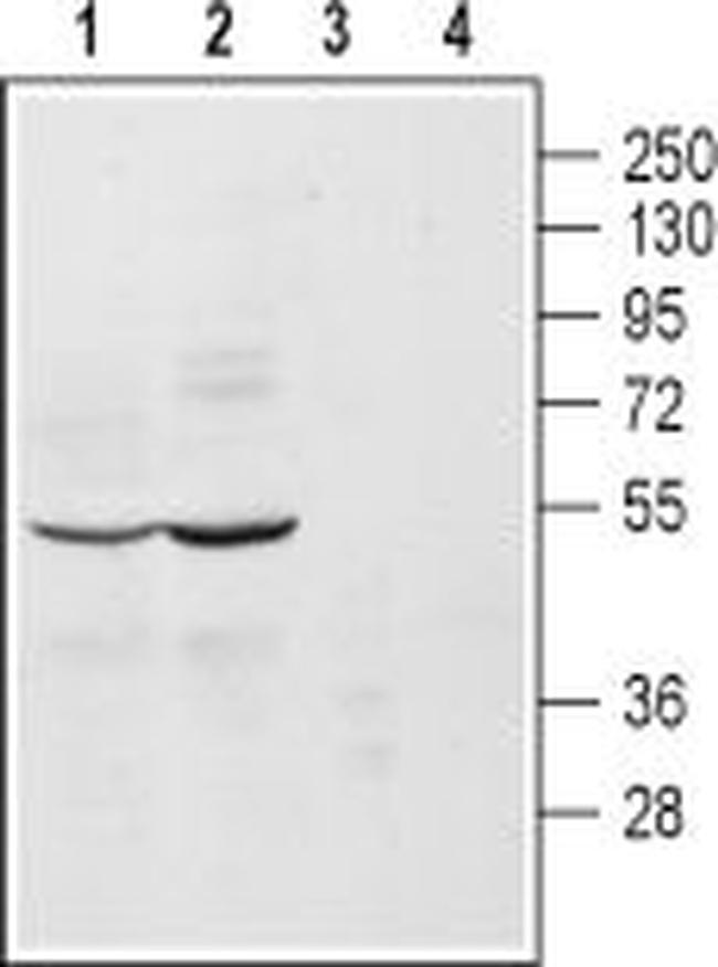 alpha 2A-Adrenergic Receptor (extracellular) Antibody in Western Blot (WB)