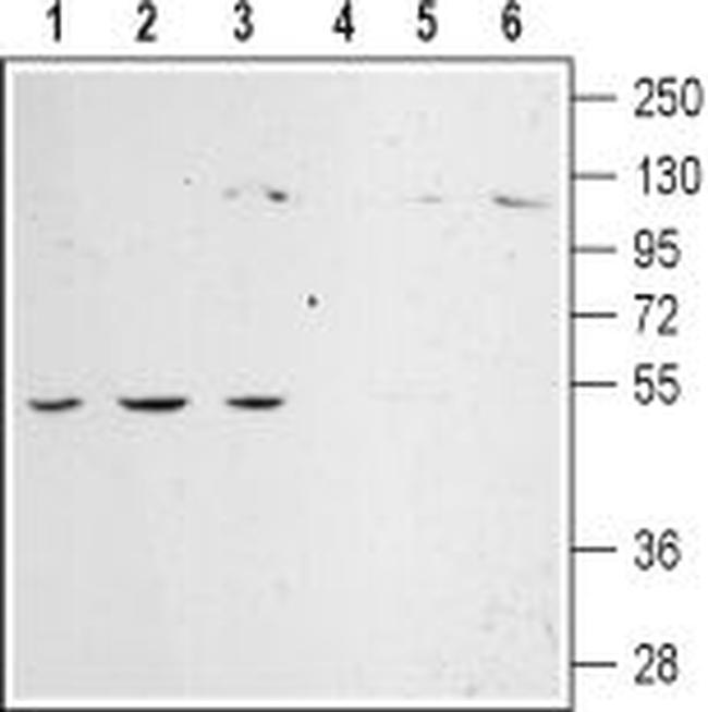 alpha 2C-Adrenergic Receptor (extracellular) Antibody in Western Blot (WB)