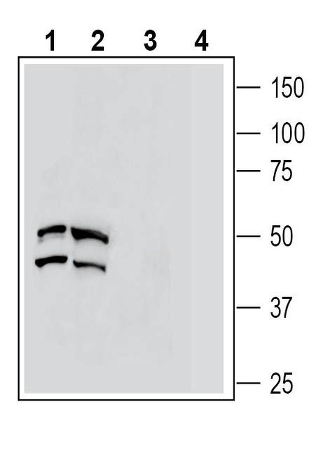 C5aR2 (extracellular) Antibody in Western Blot (WB)