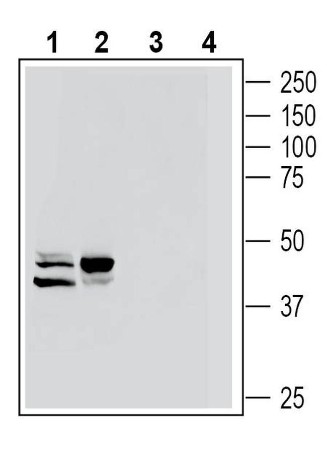 C5aR2 (extracellular) Antibody in Western Blot (WB)