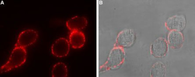 Adenylate Cyclase 3 (AC3) (extracellular) Antibody in Immunocytochemistry (ICC/IF)